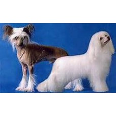 Chinese Crested Double Fleece dog coat